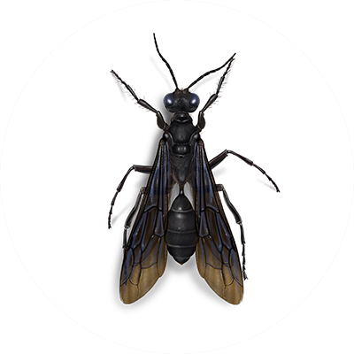 Leading national wasp removal companies