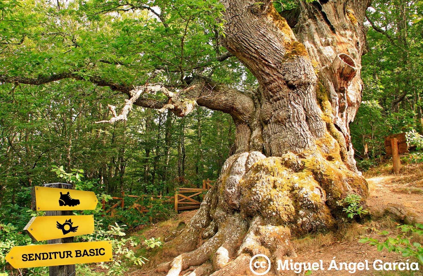 Best family hiking trails in the Palentina Mountain
