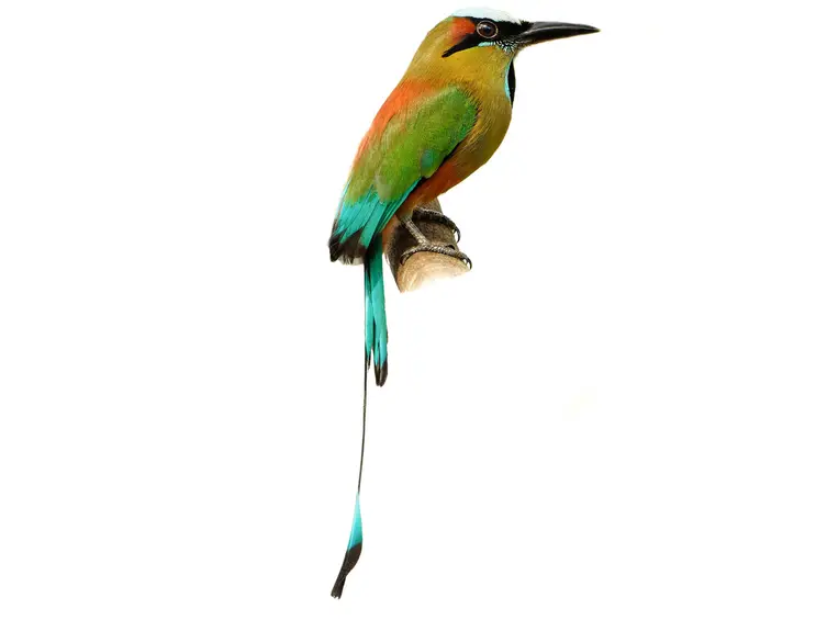 Aves nacionales más representativas