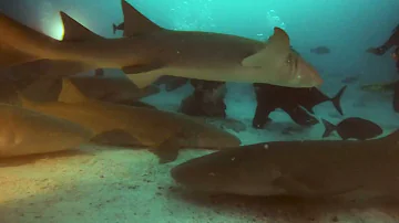 Mejores experiencias de buceo con tiburones nodriza en Maldivas