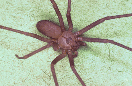 Especies de arañas con veneno citotóxico