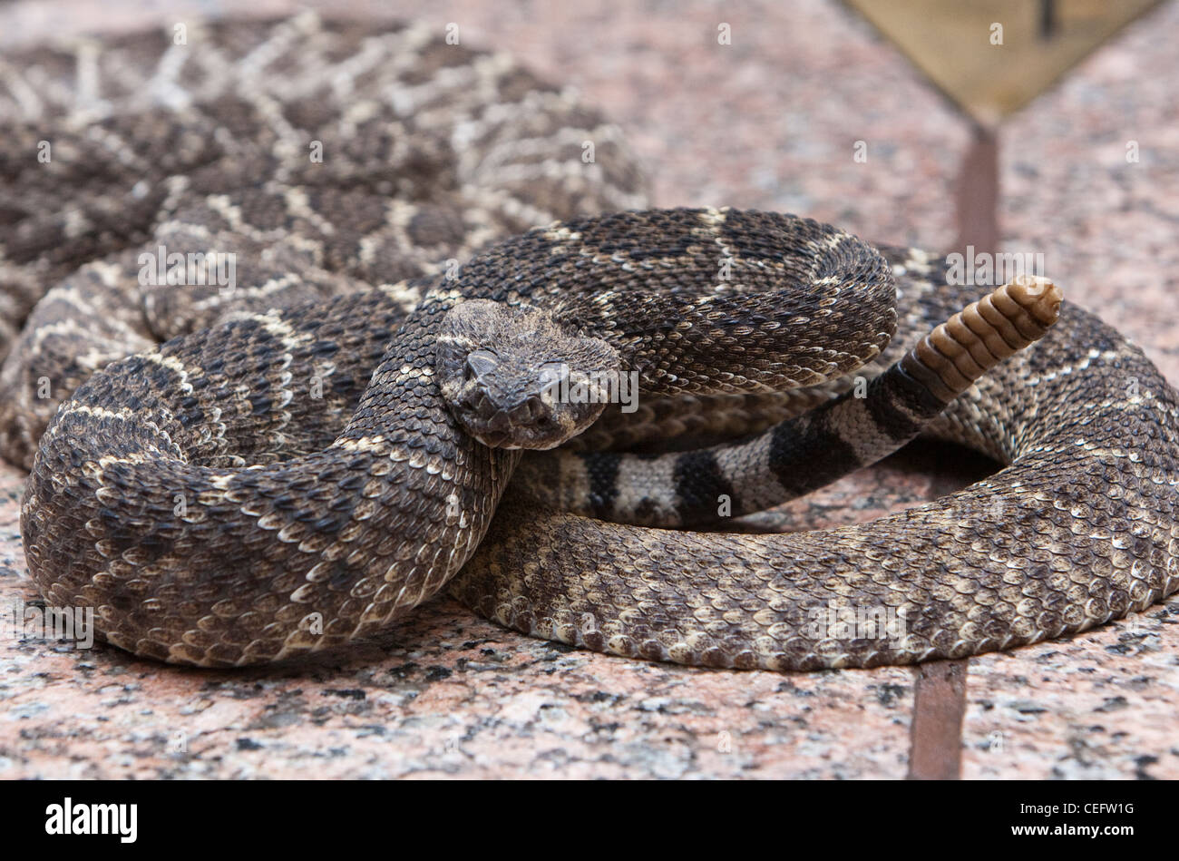 Venomous Animals of North America