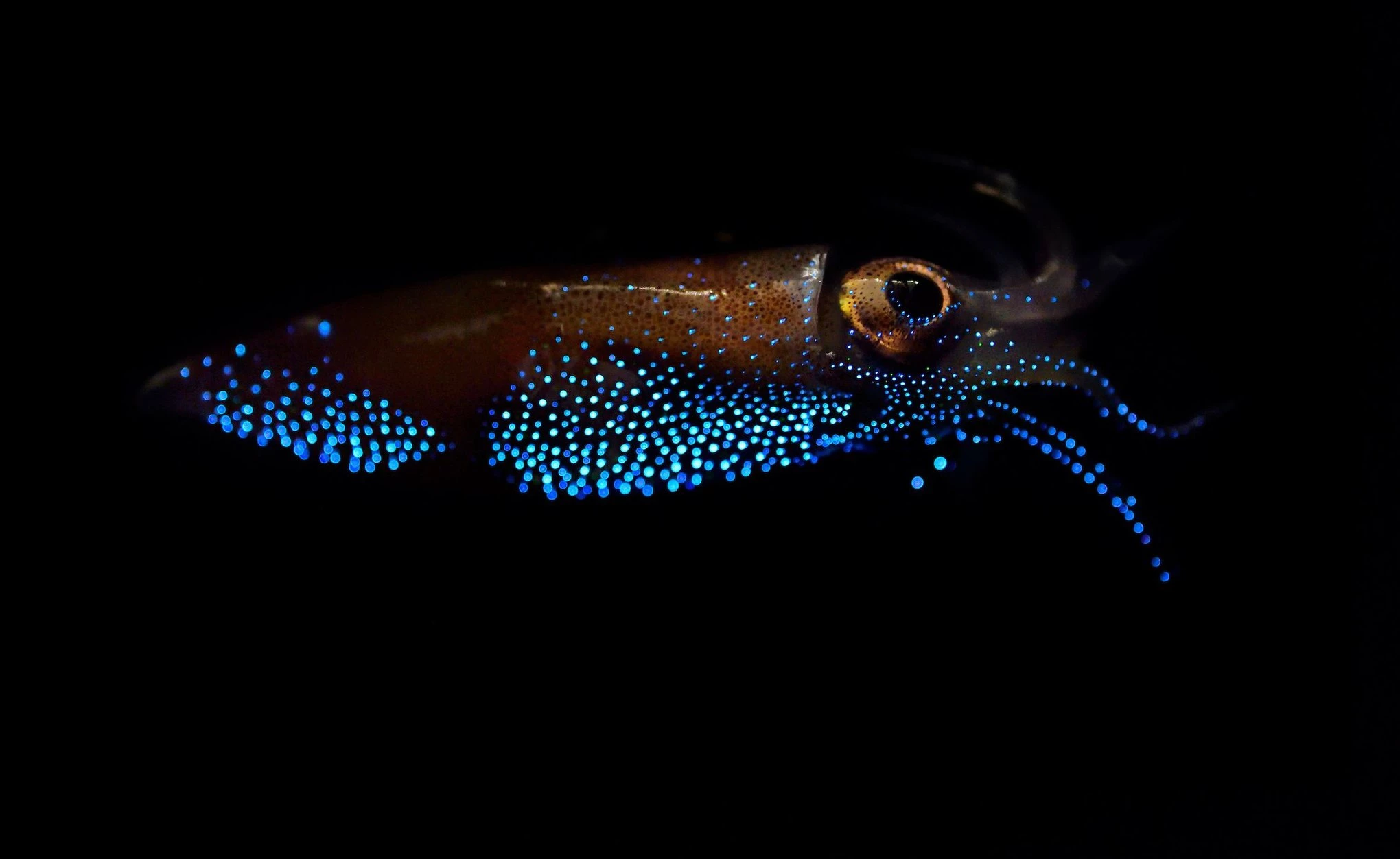 Organismos bioluminiscentes más impresionantes