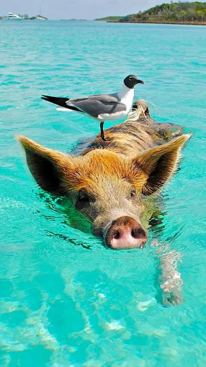 The Bahamas cover