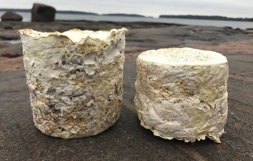 Mycelium insulation blocks are made by letting the fungus feed on a substrate such as sawdust and grow into a shaped mould (Biohm) Mycelium insulation blocks are made by letting the fungus feed on a substrate such as sawdust and grow into a shaped mould (Biohm)