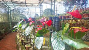 Vagamon Orchidarium and Floriculture Project