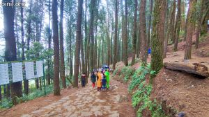 Vagamon Pine Forest