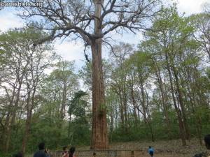 Kannimara Teak Tree