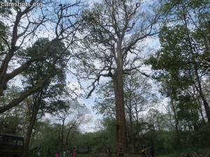 Kannimara Teak Tree