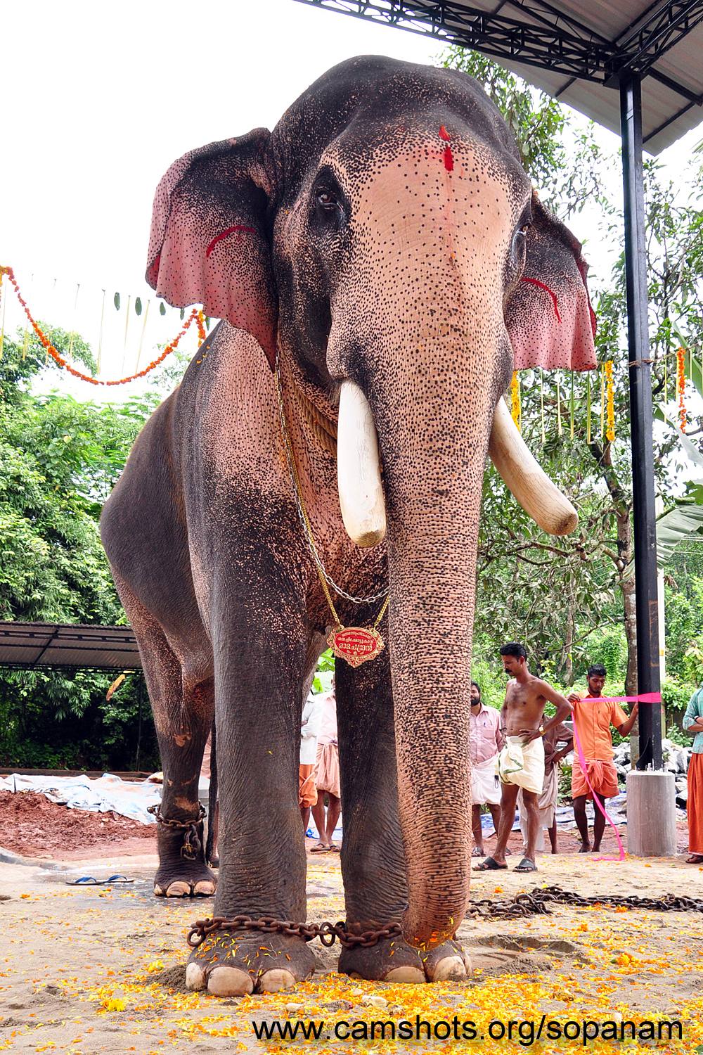 largest elephant in the world on record