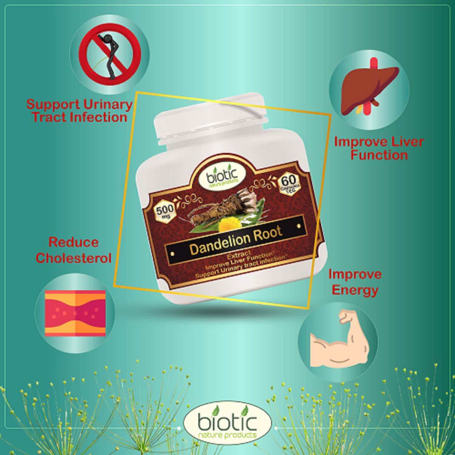 Dandelion Root Extract Capsules ( सिंहपर्णी कैप्सूल ) Biotic Nature