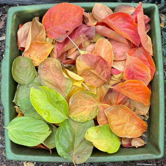 Box containing fallen leaves