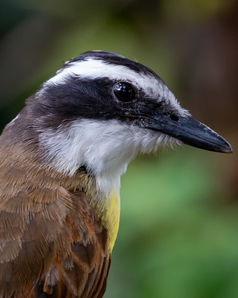 Bichofué