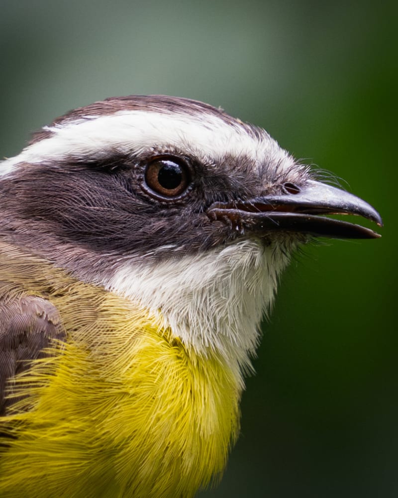 Suelda Crestinegra