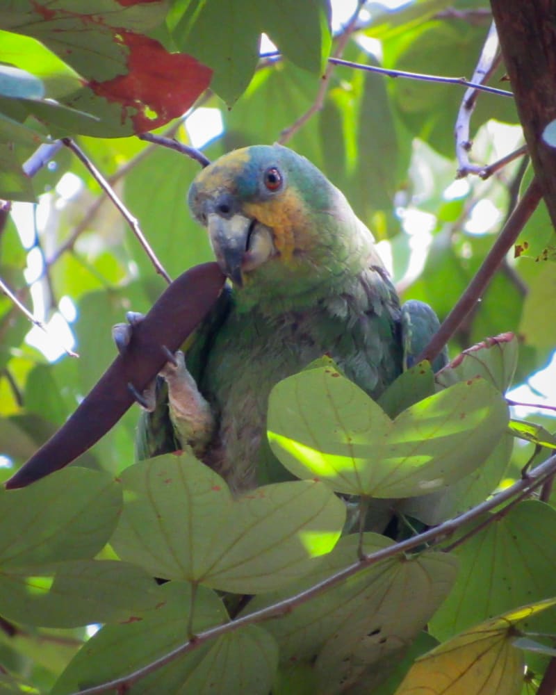 Amazona Alinaranja