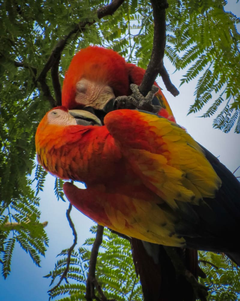Guacamaya Bandera