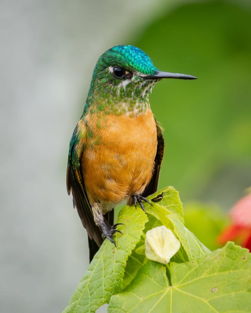 Colibrí Coludo Azul