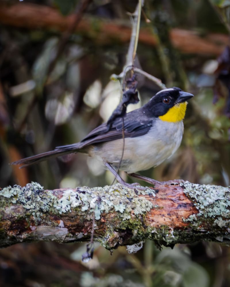 Rascador Nuca Blanca, Atlapetes albinucha