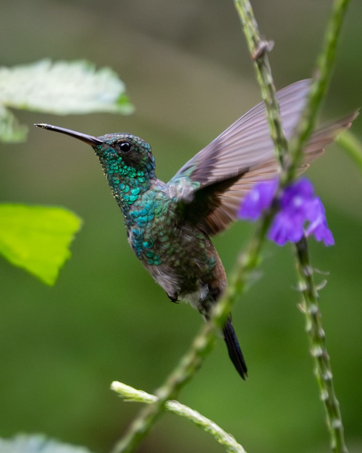 Colibrí Coliazul en Jardín Botánico de Medellín