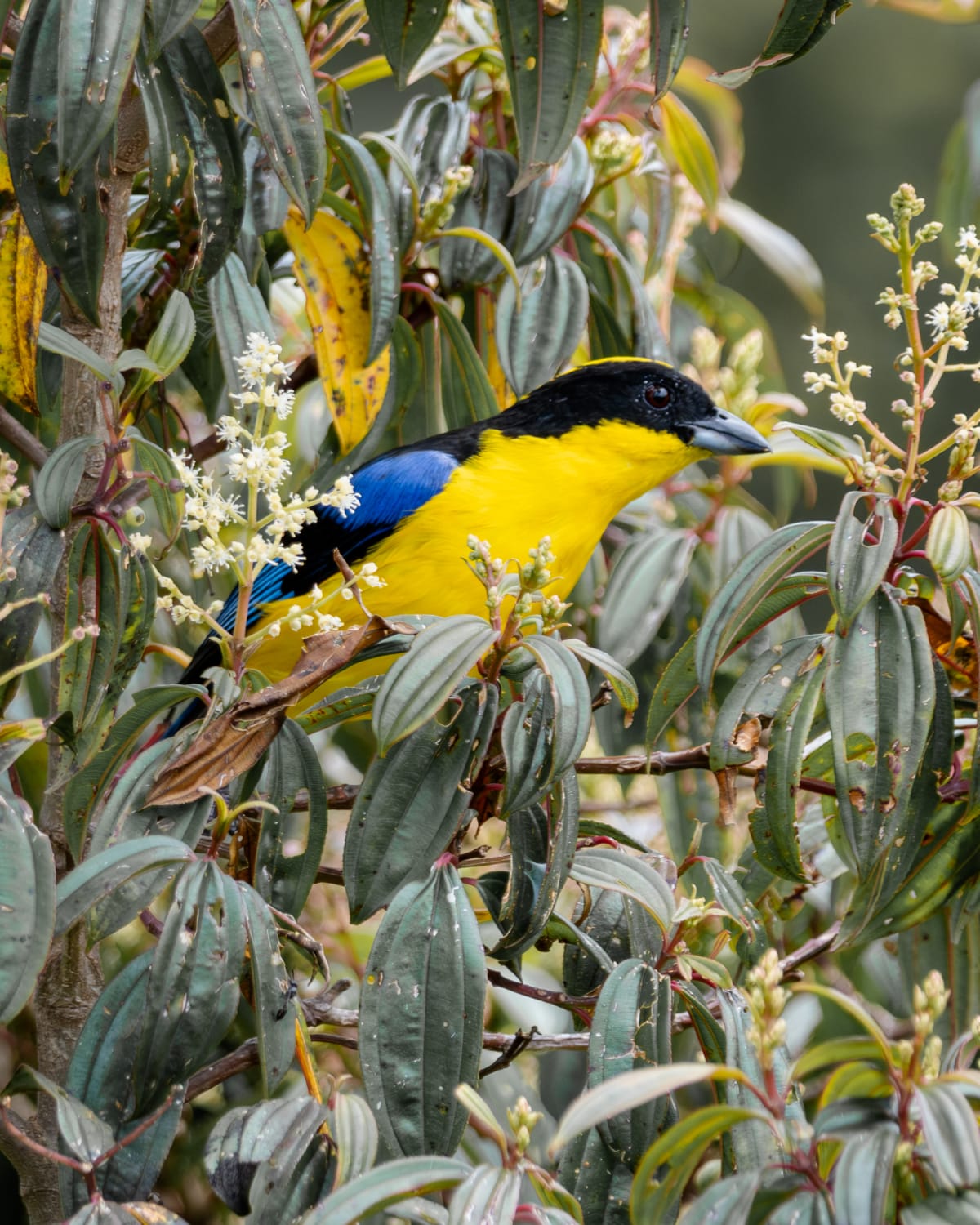 Tángara Primavera