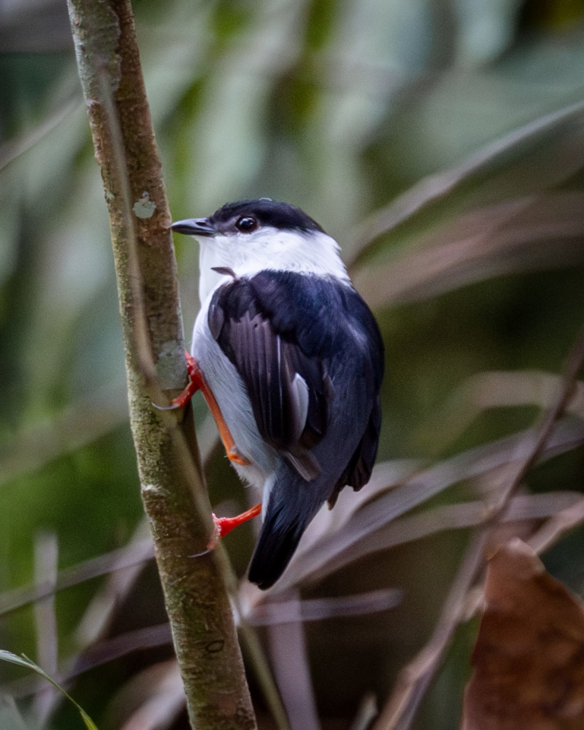 Saltarín barbiblanco (Manacus manacus) en La Posada de Las Aves, Antioquia