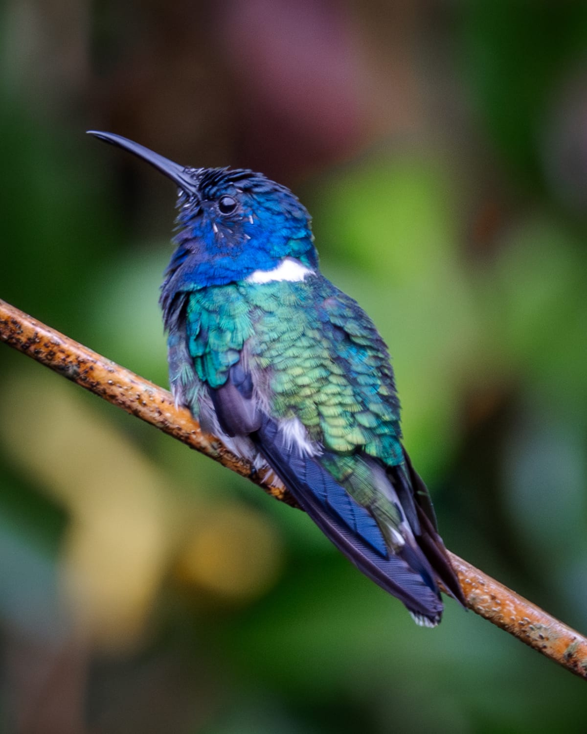 Colibrí Jacobino (Florisuga mellivora) en La Posada de Las Aves, Antioquia