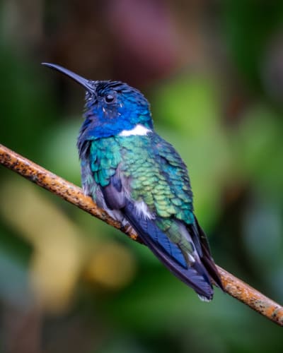 Colibrí Jacobino