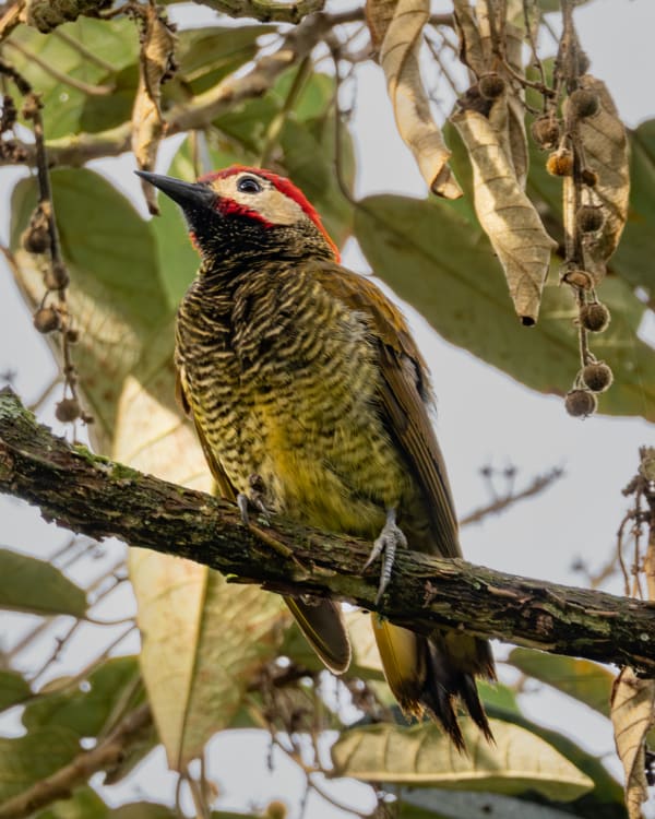 Carpintero Olivo