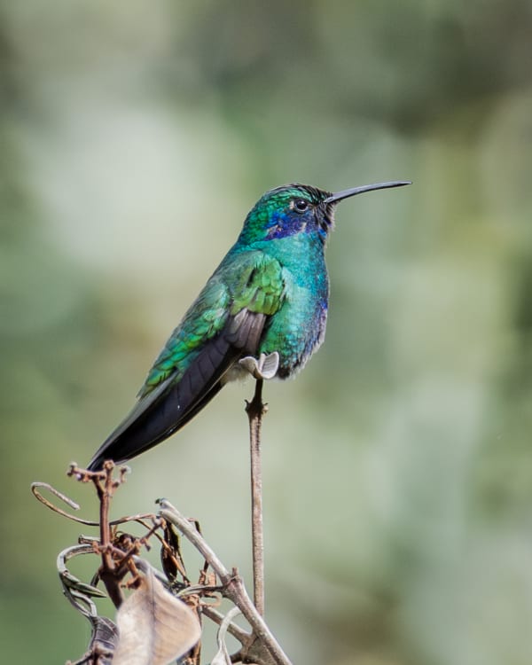 Colibrí Rutilante