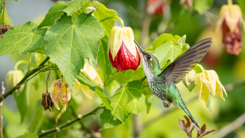 Entre Montañas, Aves y Café