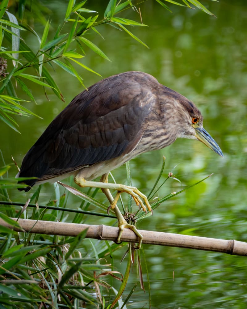 Garza Nocturna Coroninegra (Nycticorax nycticorax) - birds.milos
