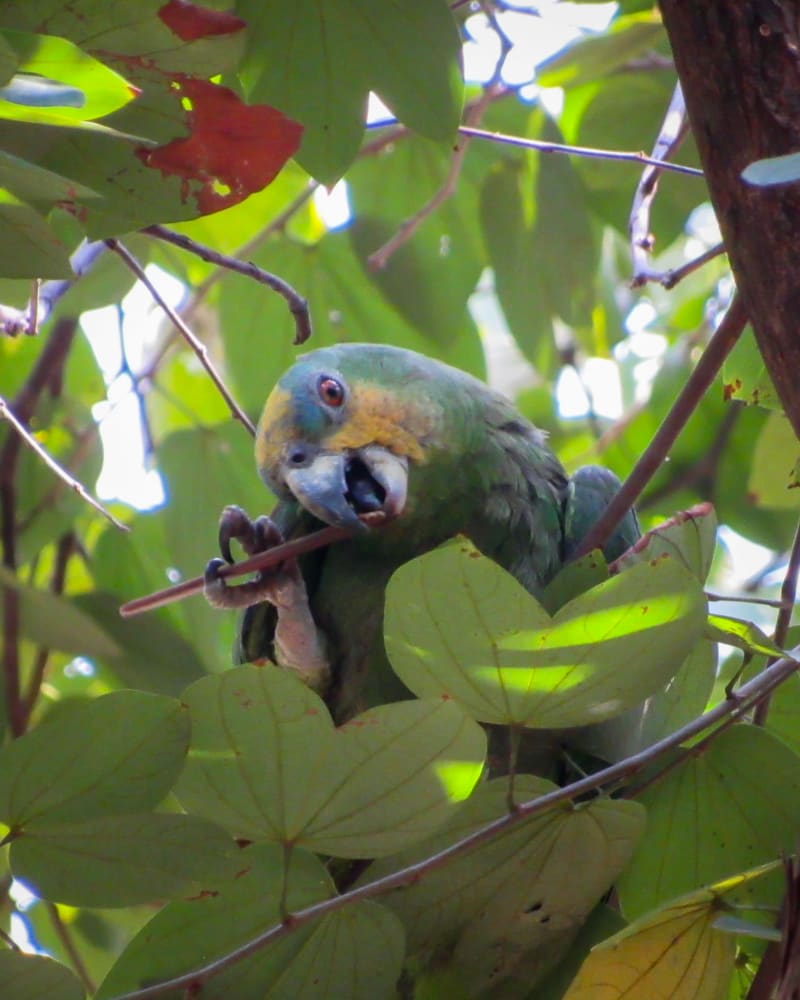 Amazona Alinaranja (Amazona amazonica) - birds.milos