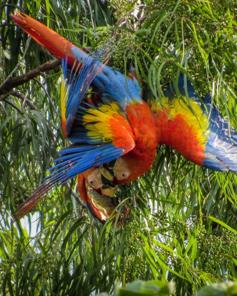 Guacamaya Bandera (Ara macao) - birds.milos