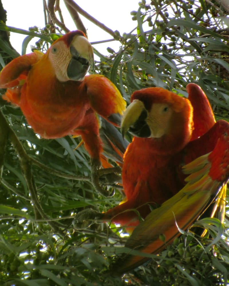 Guacamaya Bandera (Ara macao) - birds.milos