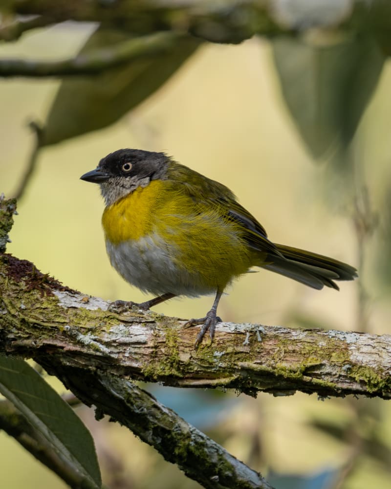 Montero Ojiblanco (Chlorospingus flavopectus) - birds.milos