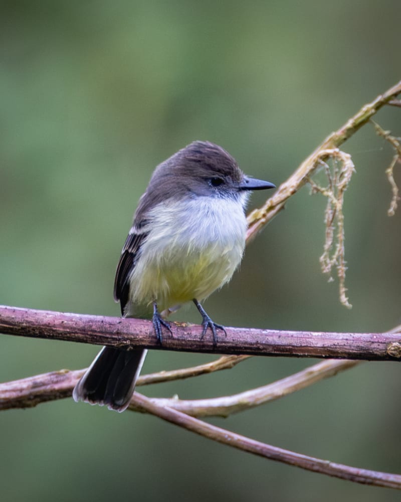 Atrapamoscas Montañero (Myiarchus cephalotes) - birds.milos