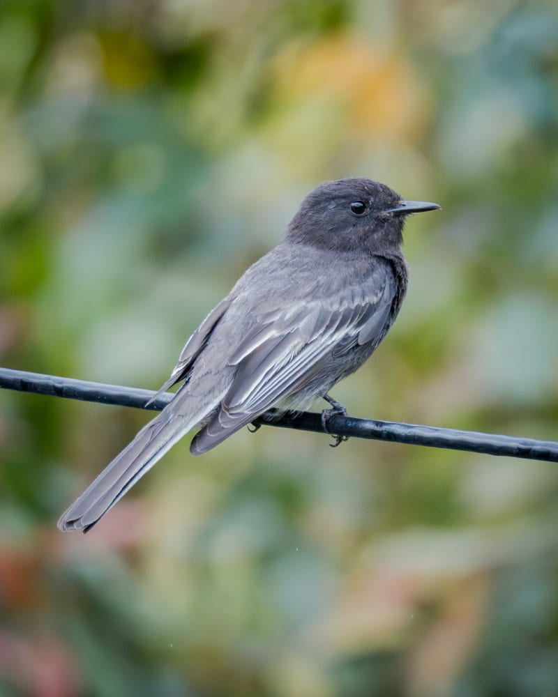 Atrapamoscas cuidapuentes (Sayornis nigricans) - birds.milos