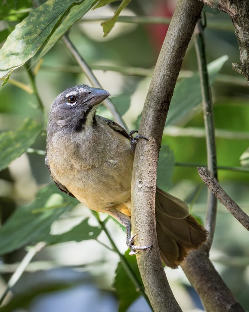 Pepitero oliváceo (Saltator olivascens) - birds.milos