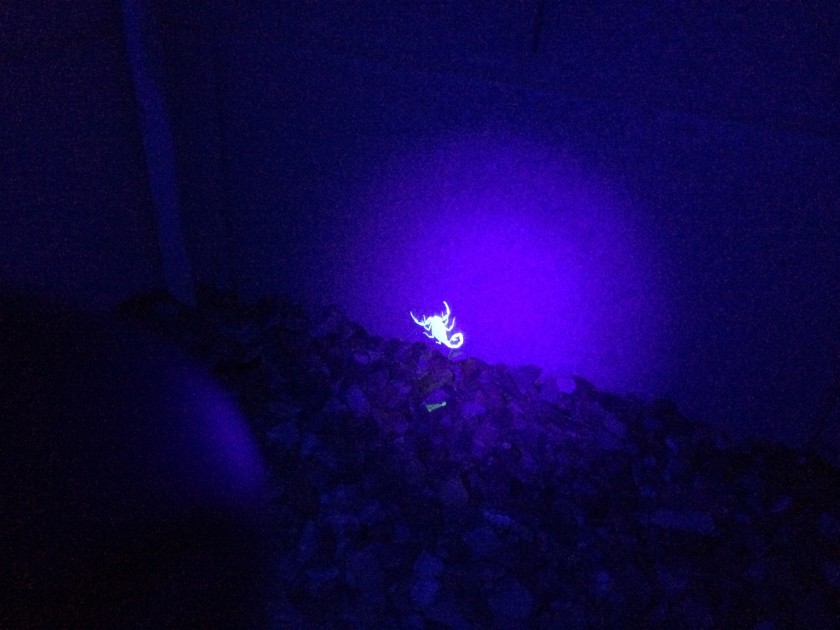 A scorpion sits in glow of a black light moments before becoming intimate with the business end of a golf club