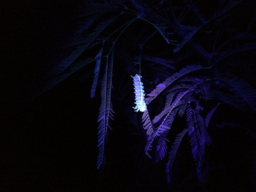 Glowing caterpillars