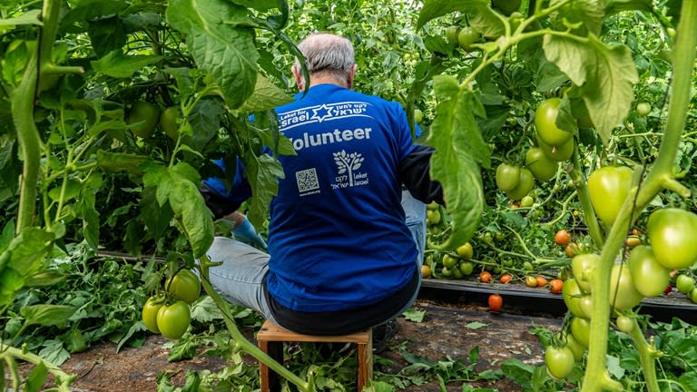 מתנדב של לקט ישראל
