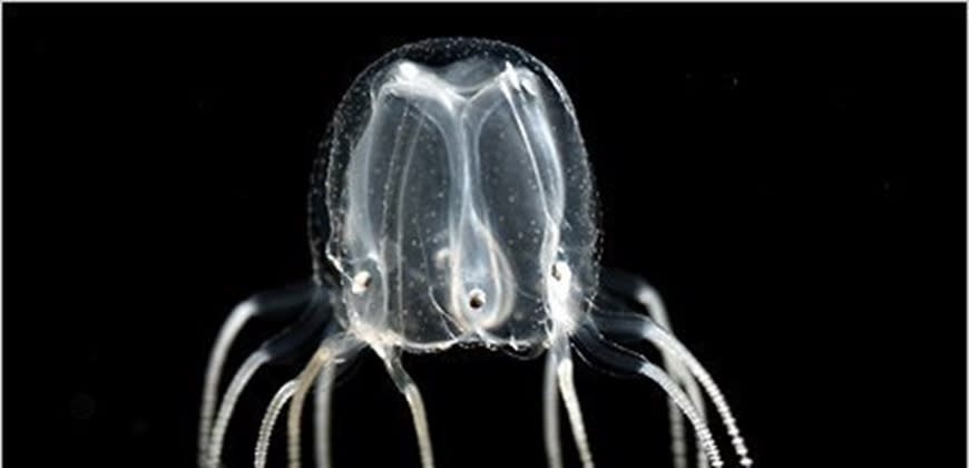 מדוזת הקופסה הקריבית. קרדיט: רשתות חברתיות