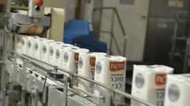 סוגת (צילום: תמר מצפי)