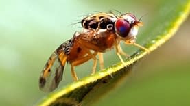 זבוב פירות - צילום מוויקיפדיה