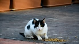 חתול רחוב אוכל. צילום: Sevgi LALE באתר PEXELS