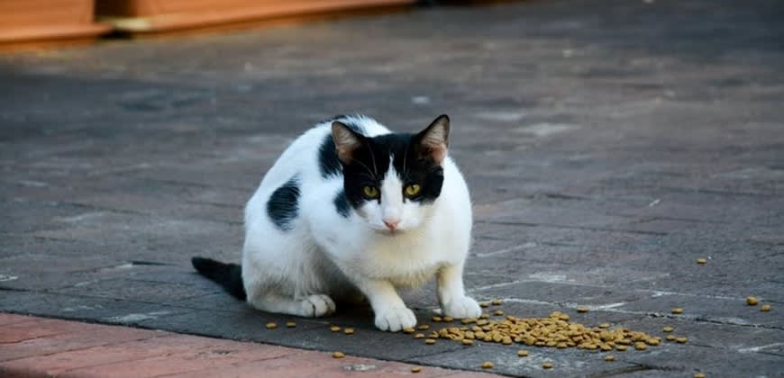 חתול רחוב אוכל. צילום: Sevgi LALE באתר PEXELS