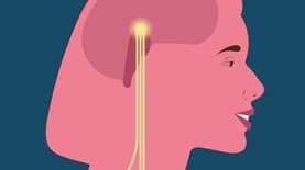 איור פעילות המוח משםיעה על תגובת הגוף לחיסון, קרדיט: אוניברסיטת תל-אביב