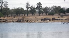 הספארי ברמת גן צילום: By David Shay - Own work, CC BY-SA 4.0, https://commons.wikimedia.org/w/index.