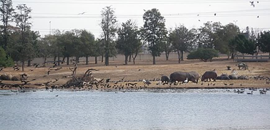 הספארי ברמת גן צילום: By David Shay - Own work, CC BY-SA 4.0, https://commons.wikimedia.org/w/index.