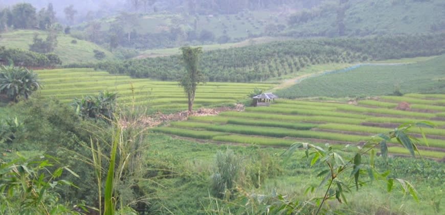 שדות אורז בתאילנד (צילום: מירב ארד)
